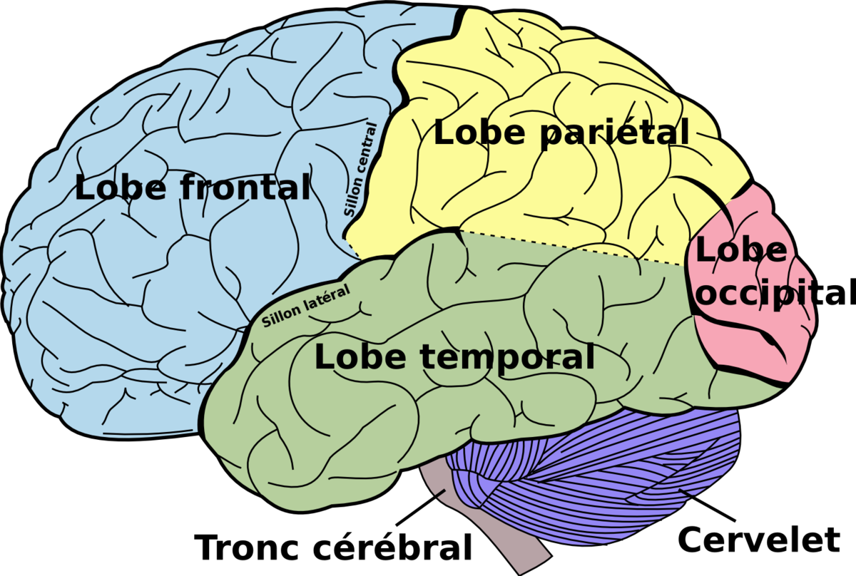 Le cerveau humain