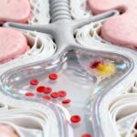 Liquide céphalorachidien : rôle, composition et pathologies sans aucun texte